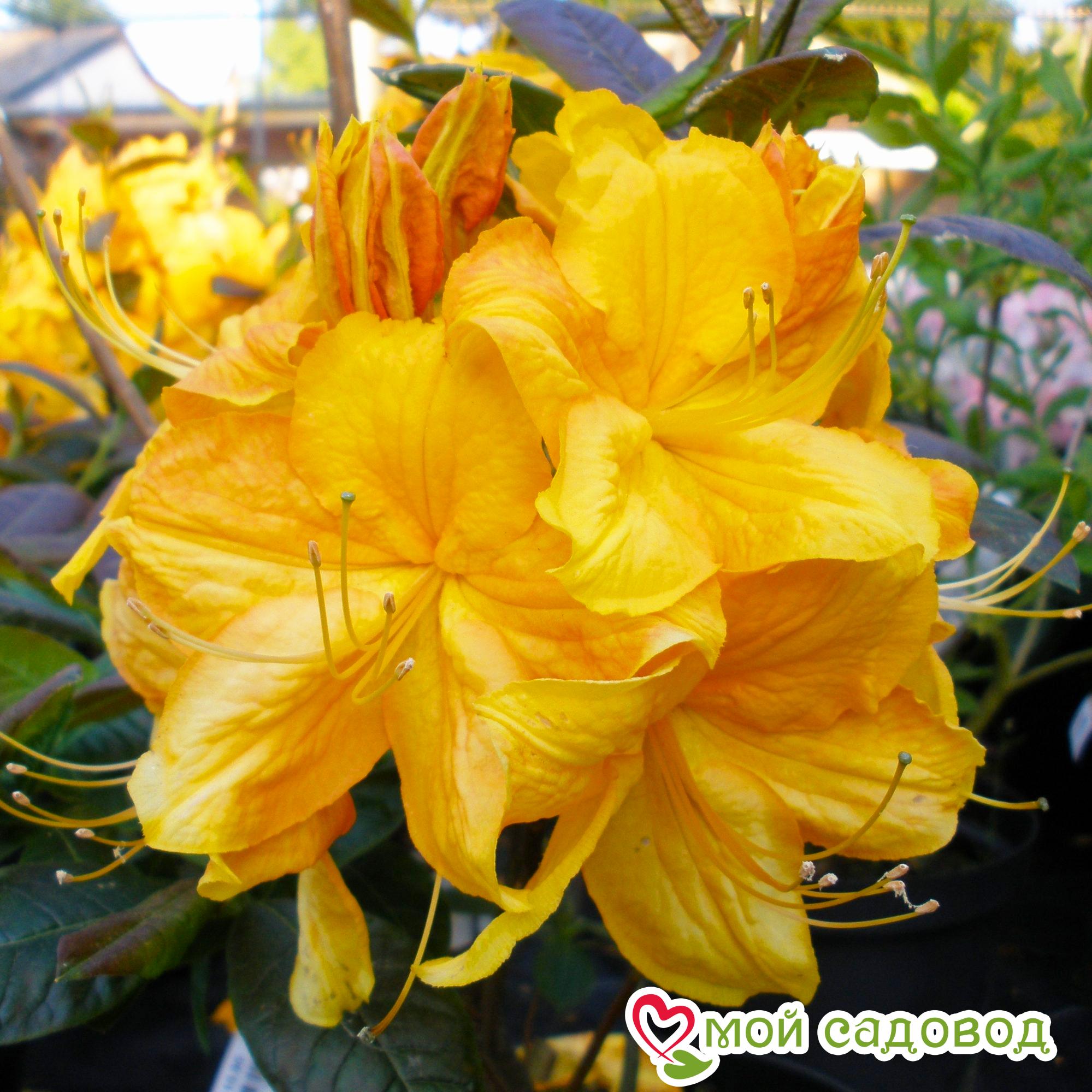 Азалия/Рододендрон Клондайк