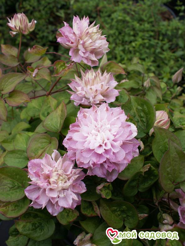 Клематис Дансинг Смайл ЗКС