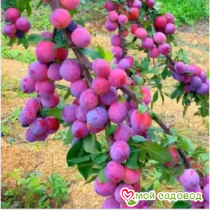 Слива Степной Богатырь