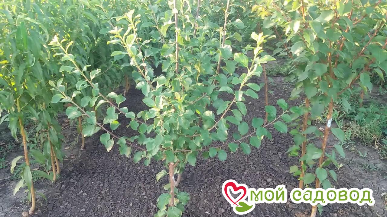 Слива Степной Богатырь